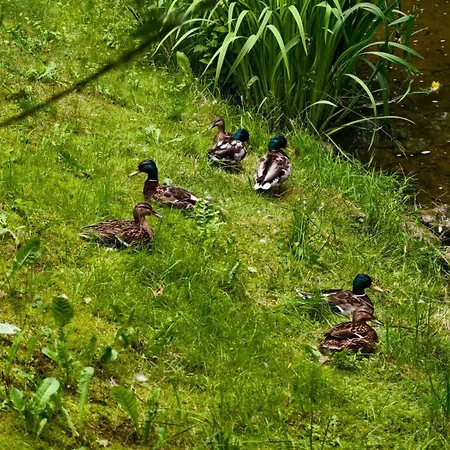 Pod Kogutkiem Kruklanki