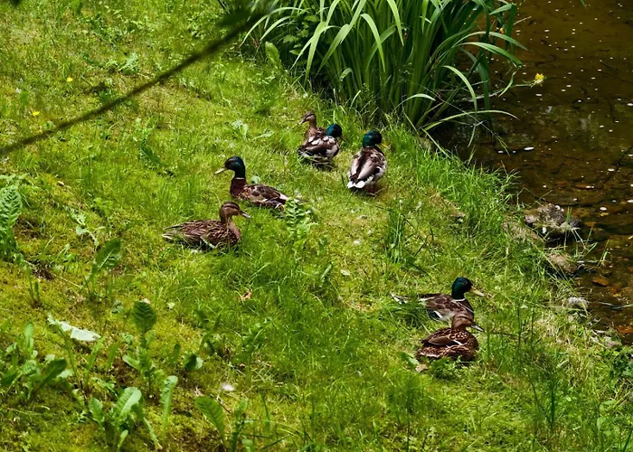 Pod Kogutkiem Kruklanki